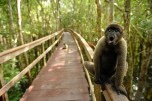 woolly monkey (Photo Akinori K - free use)xxxx